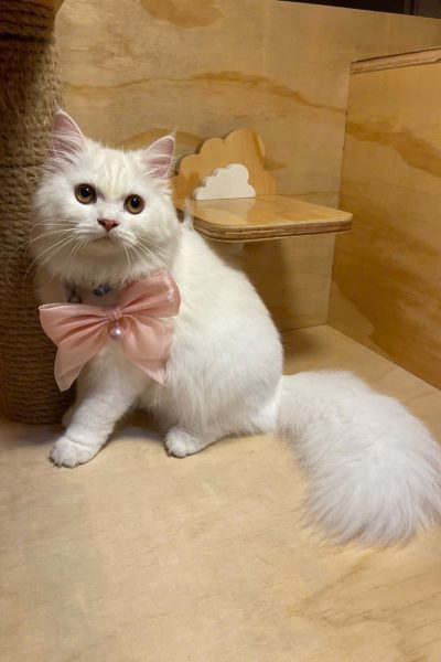 z5904085388293_02938398ecbfd200e6478c8e30767b97