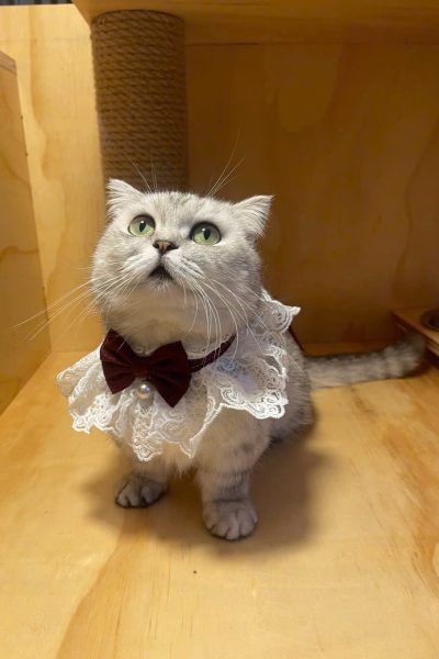 z5904085415031_9b4bce630d34910f48e510fdfe770677