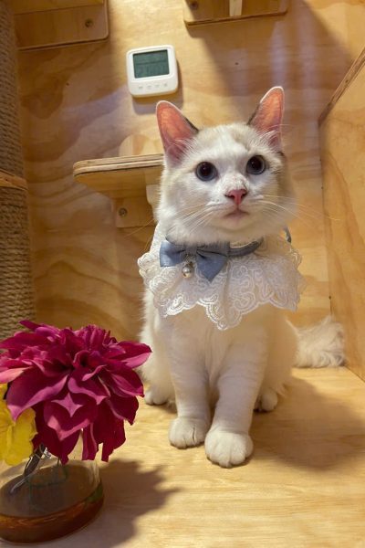 z5904085448085_6690f7f9ebde03143a9977712fcb5411