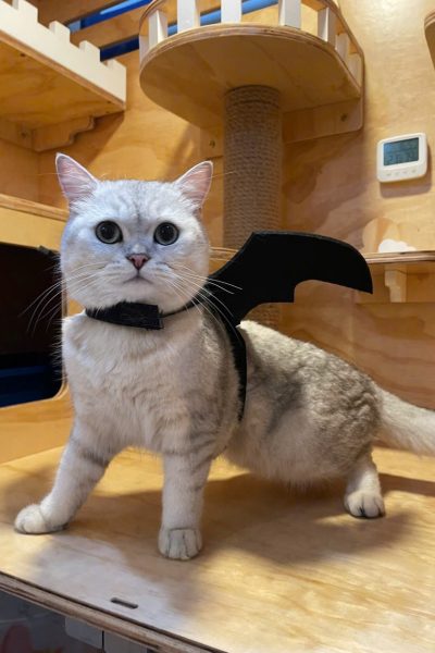 z5904085465234_5b411a138ad294ca263733cf4e9c2f66