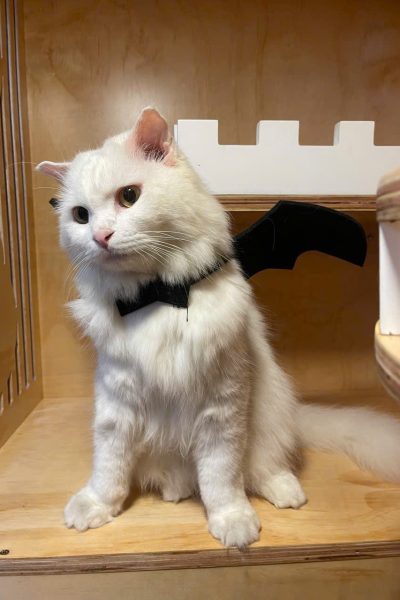 z5904085472443_a3fb150eaa96ddf2bbef2f27a1193edb