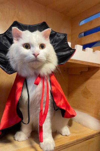 z5904085479587_f8cfd6cae0378bece4e76491e17e4056