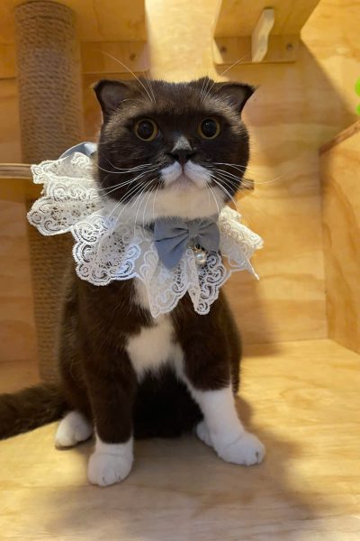 z5904085496530_fd8f8aca9f3deb973435f705f66ba873