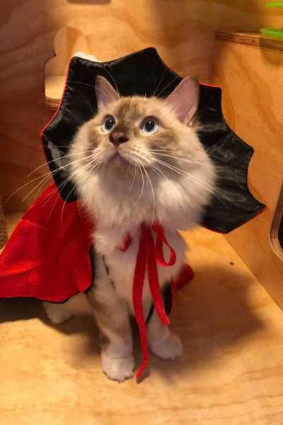 z5904085538358_c01ffdaa5c79bd129166976f47108c8e