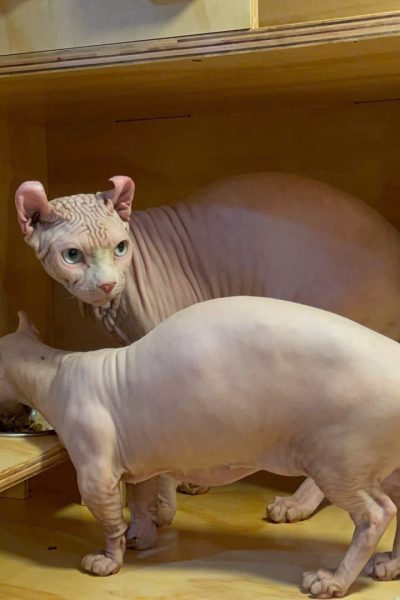 z5904085949752_1f536c366c1be247e7bfb1b12643d9a7